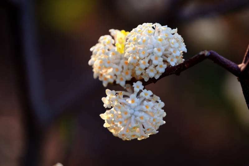 雪球花綻放枝頭