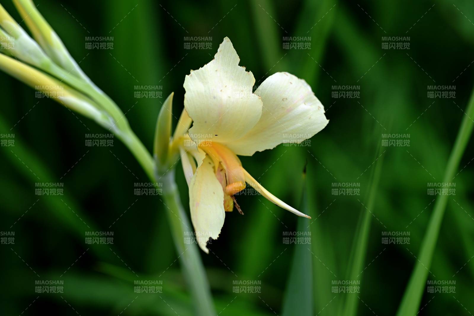 白色鳶尾花綻放