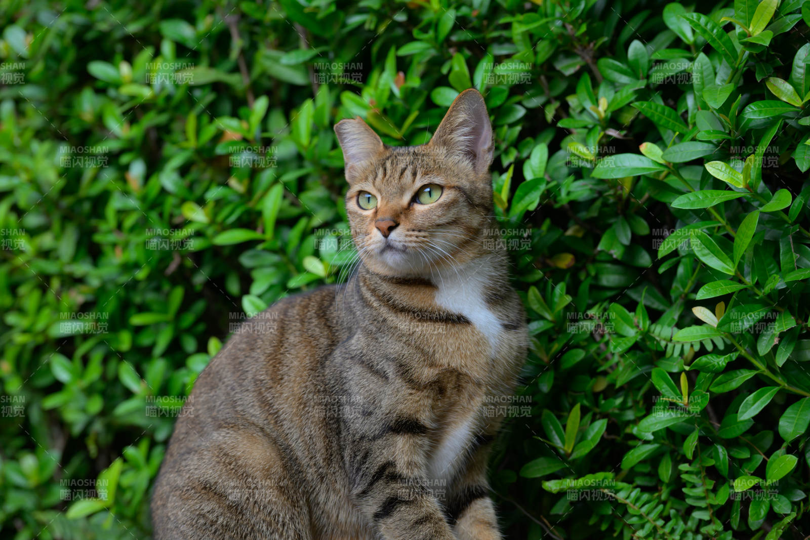 绿丛中的虎斑猫
