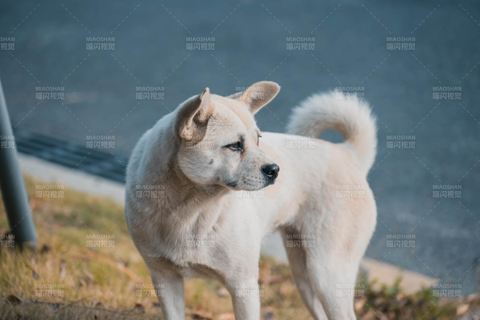 白狗側(cè)身望遠(yuǎn)方