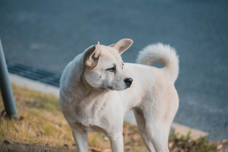 白狗侧身望远方