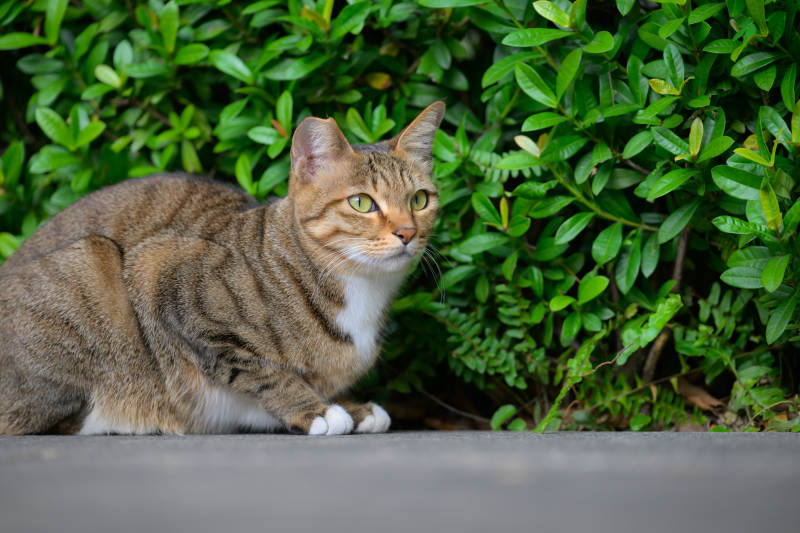 绿丛中的虎斑猫