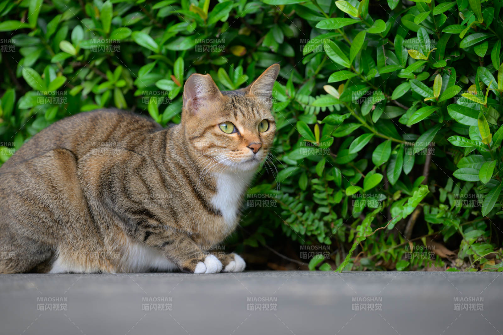 綠叢中的虎斑貓