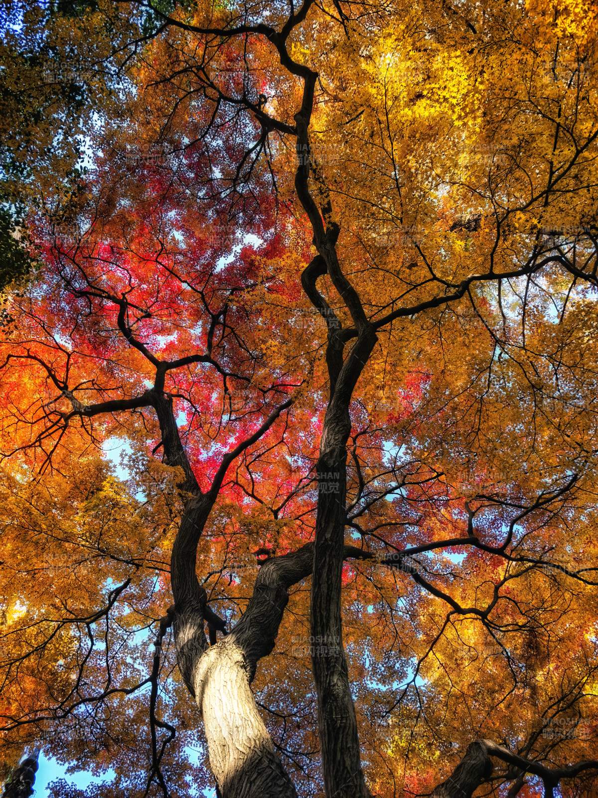 秋色斑斕樹冠