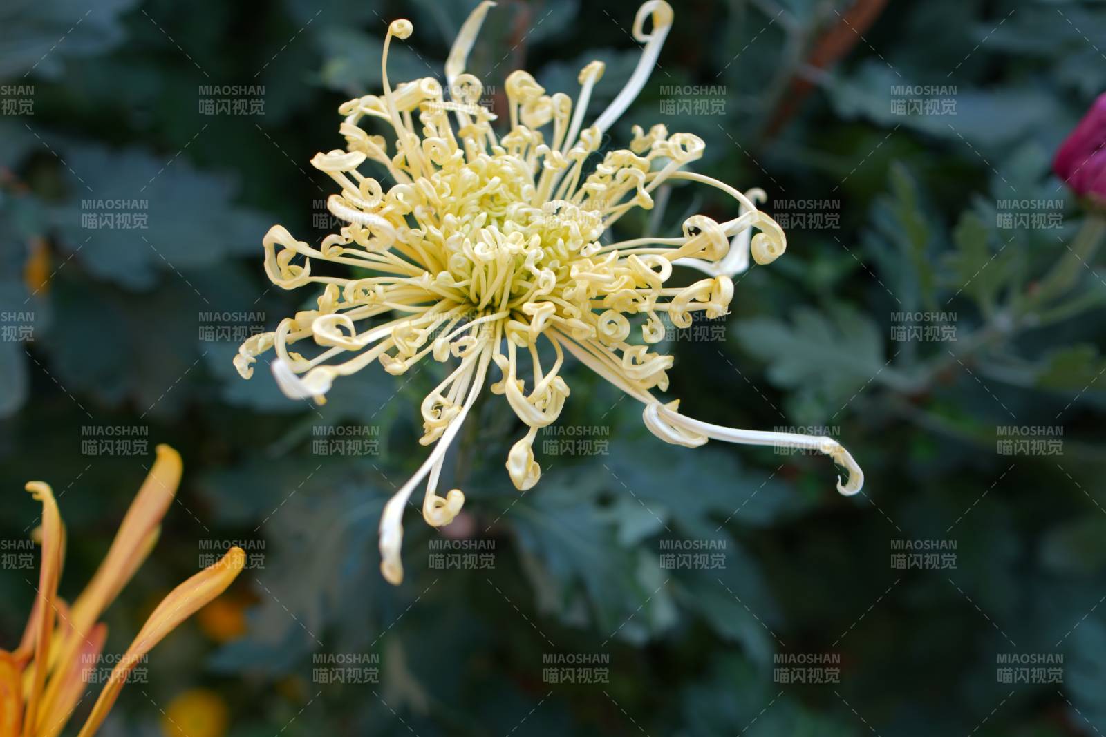 菊花綻放 姿態(tài)優(yōu)雅