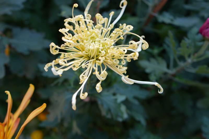 菊花綻放 姿態優雅