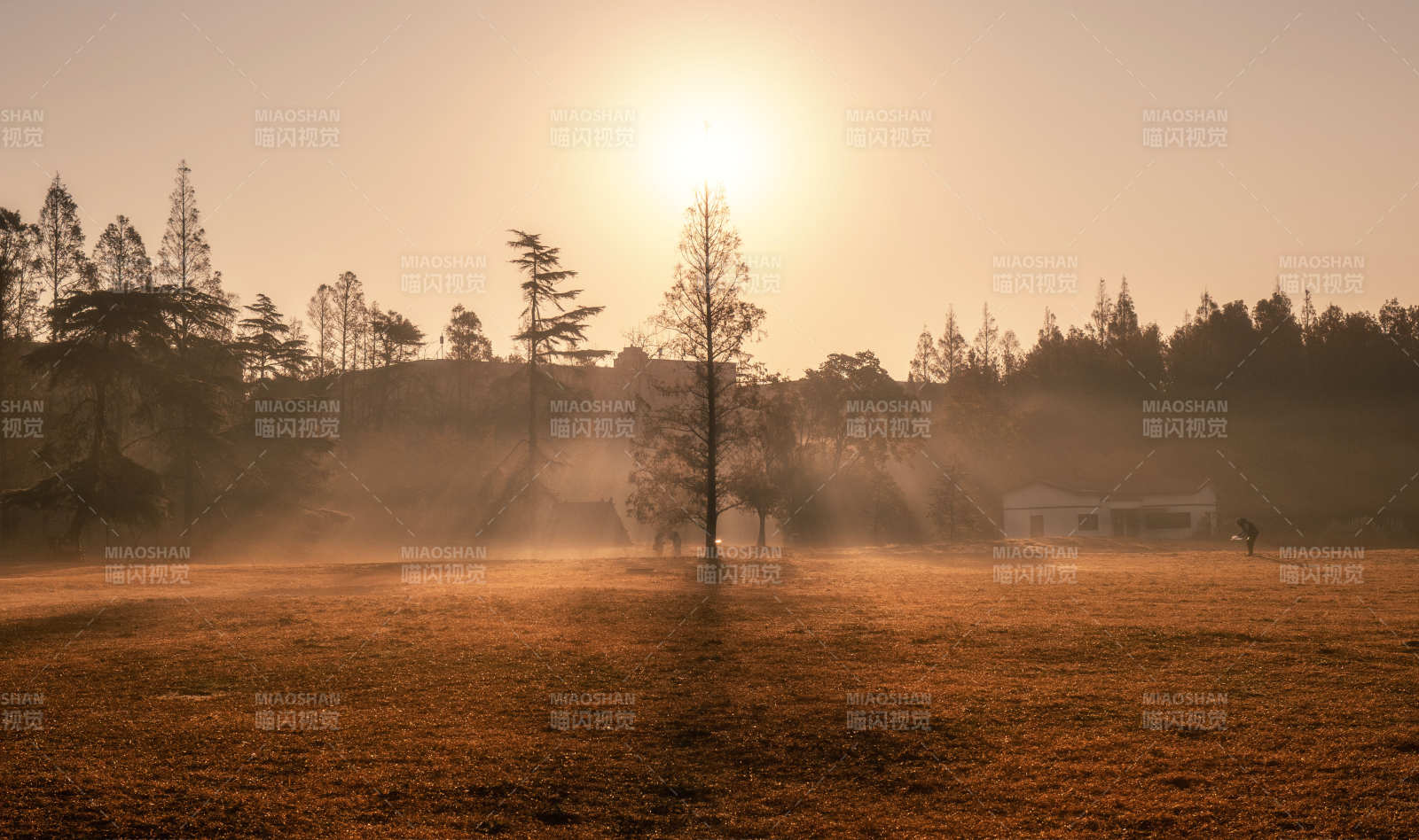 晨雾中的田野日出