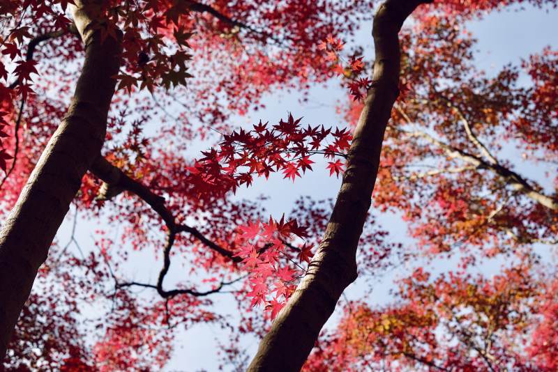 紅葉映天