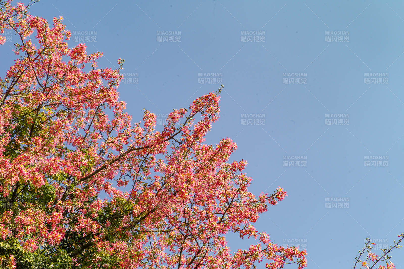 福安的异木棉美丽绽放