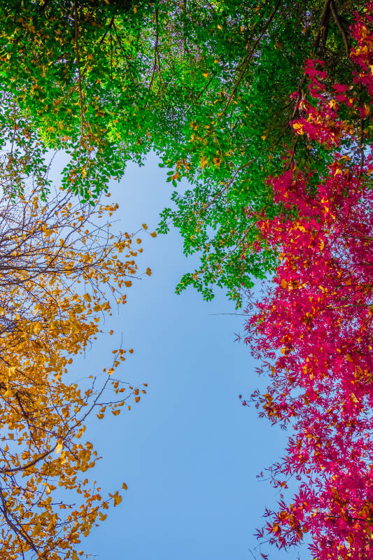 秋色斑斕天際線