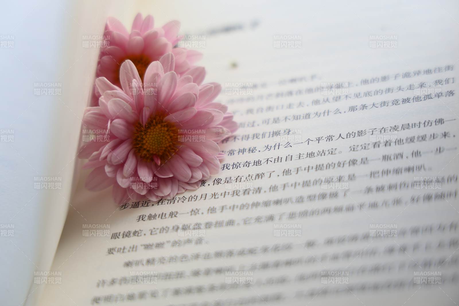 書頁上的粉色花