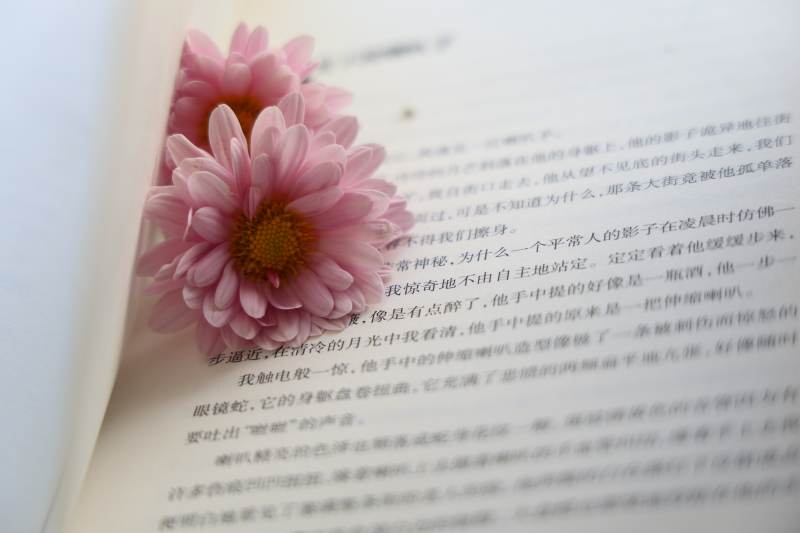 书页上的粉色花