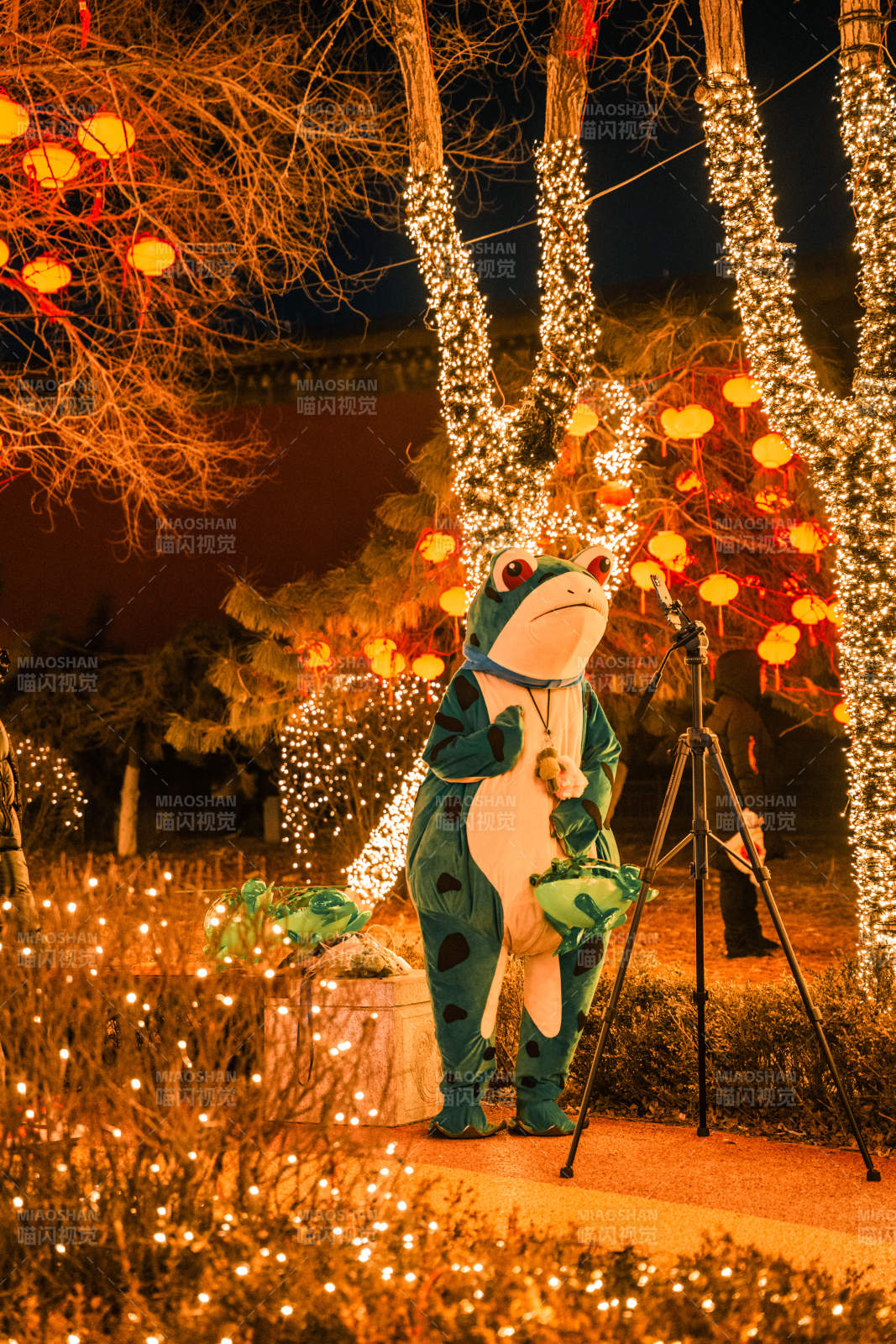 夜燈下的青蛙表演