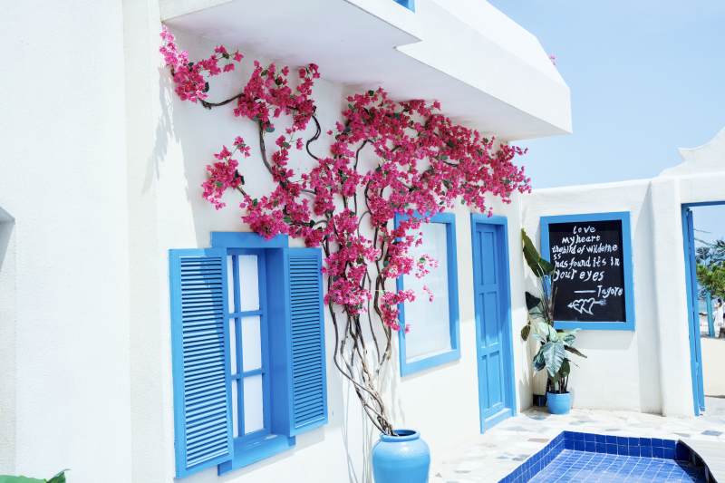 藍窗白墻花影搖