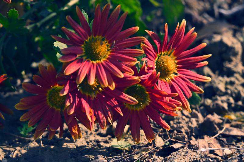 紅菊綻放于陽光下