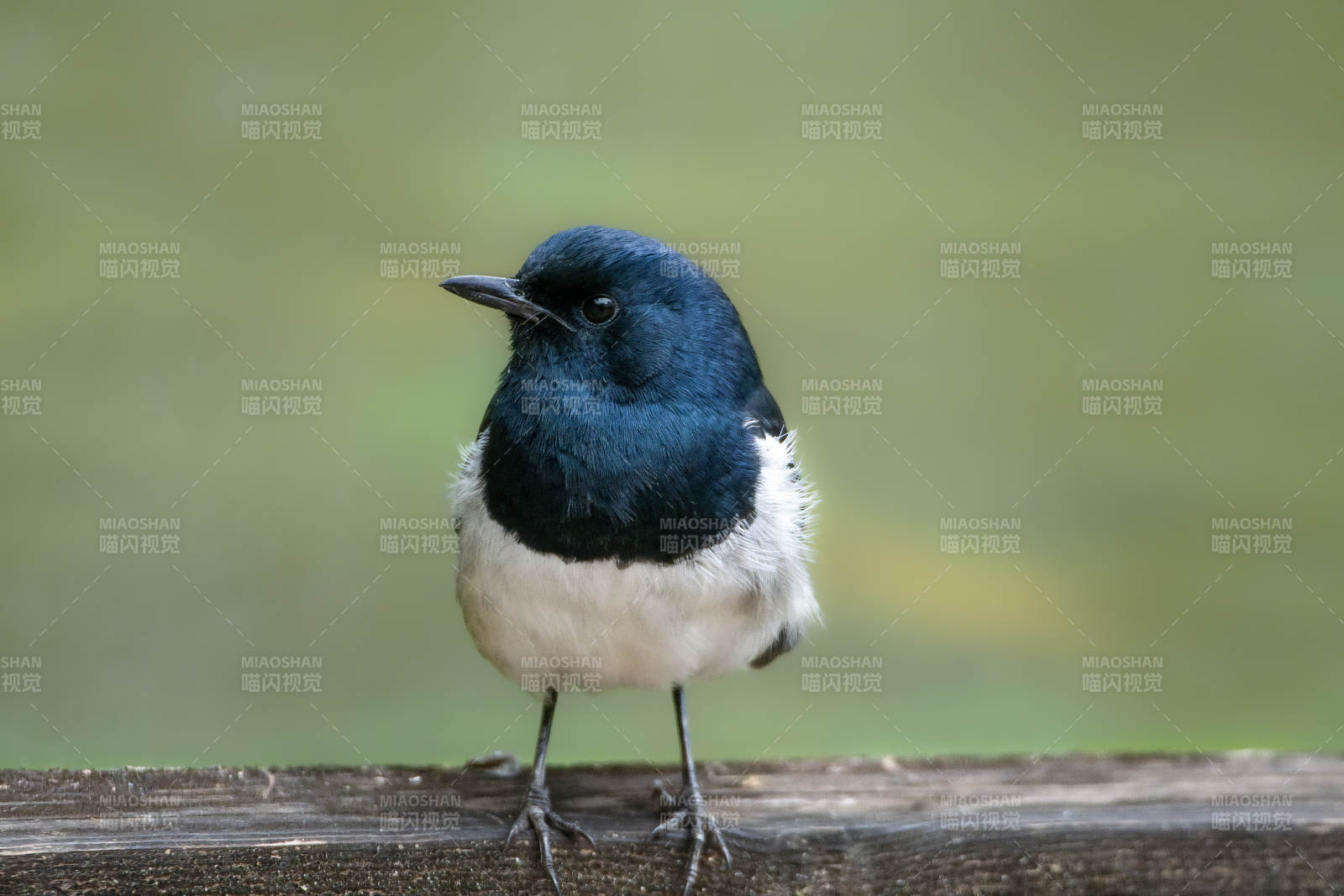 藍(lán)背白腹小鳥棲息