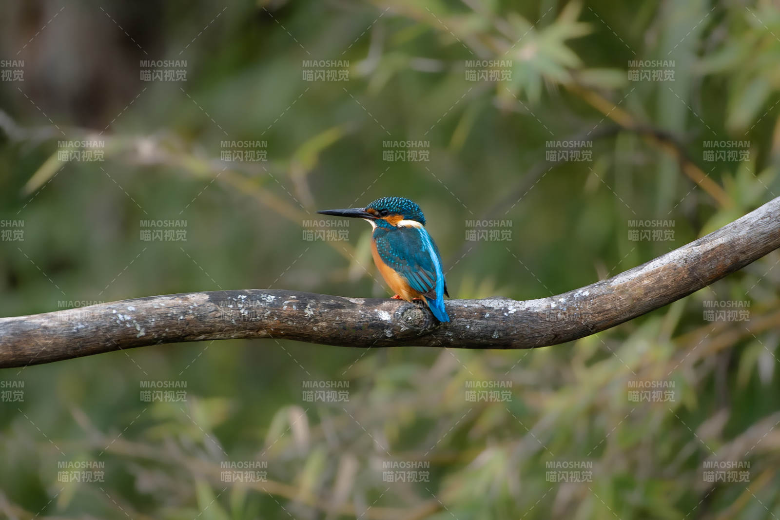 翠鸟栖枝 静谧自然