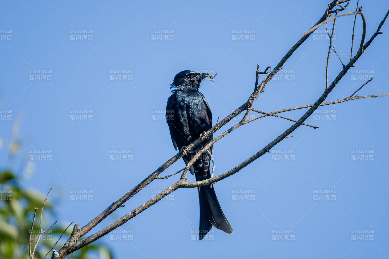 黑鳥棲枝 藍天為伴