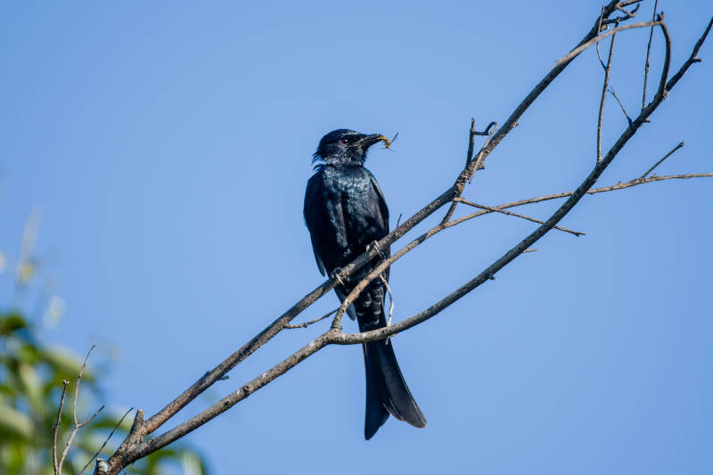 黑鸟栖枝 蓝天为伴