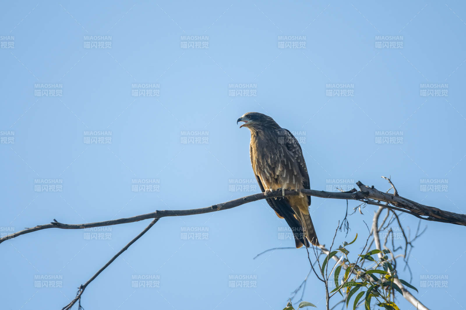 鷹棲枝頭望遠(yuǎn)方