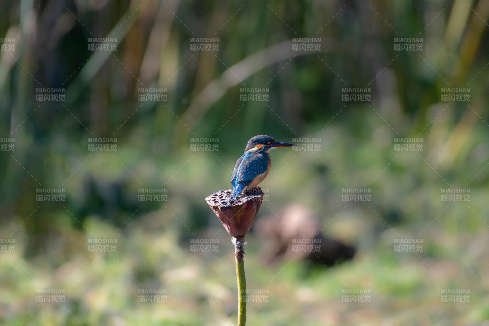 翠鳥棲息蓮蓬上