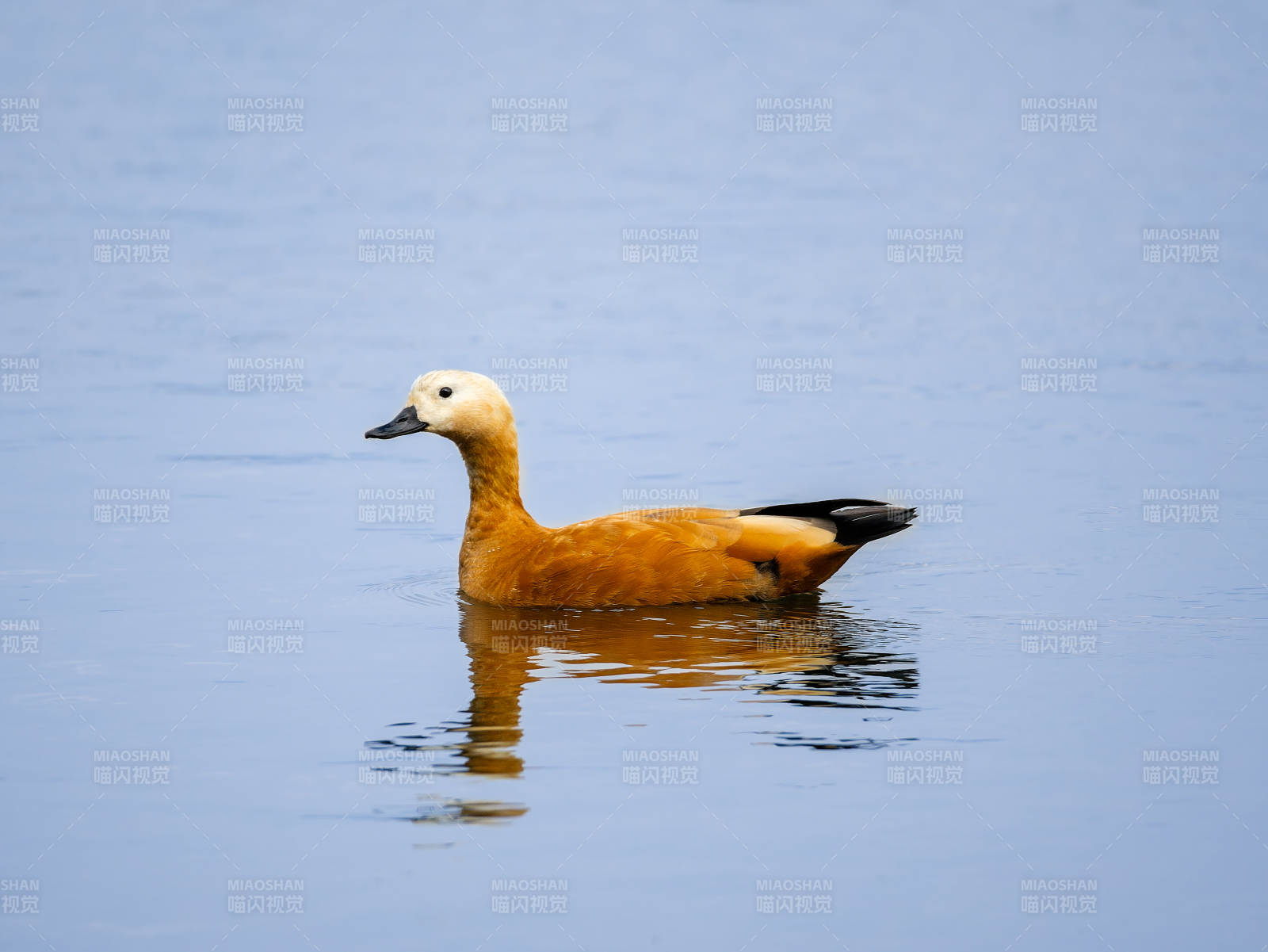 赤麻鴨靜游湖面