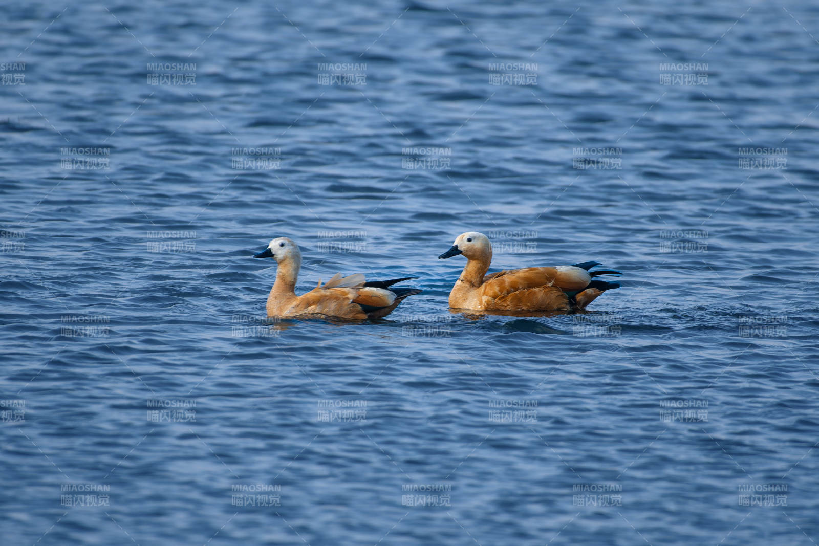 两只鸭子游水