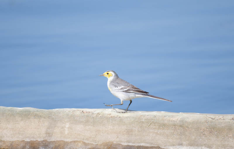 黄头鹡鸰静立石上
