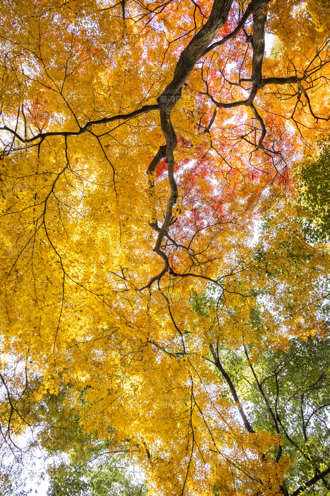 秋葉絢爛 樹影婆娑