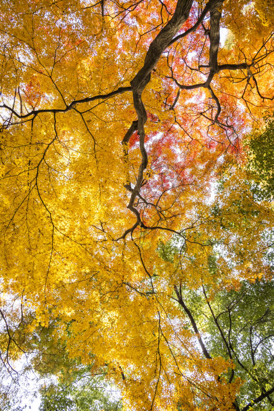 秋葉絢爛 樹影婆娑