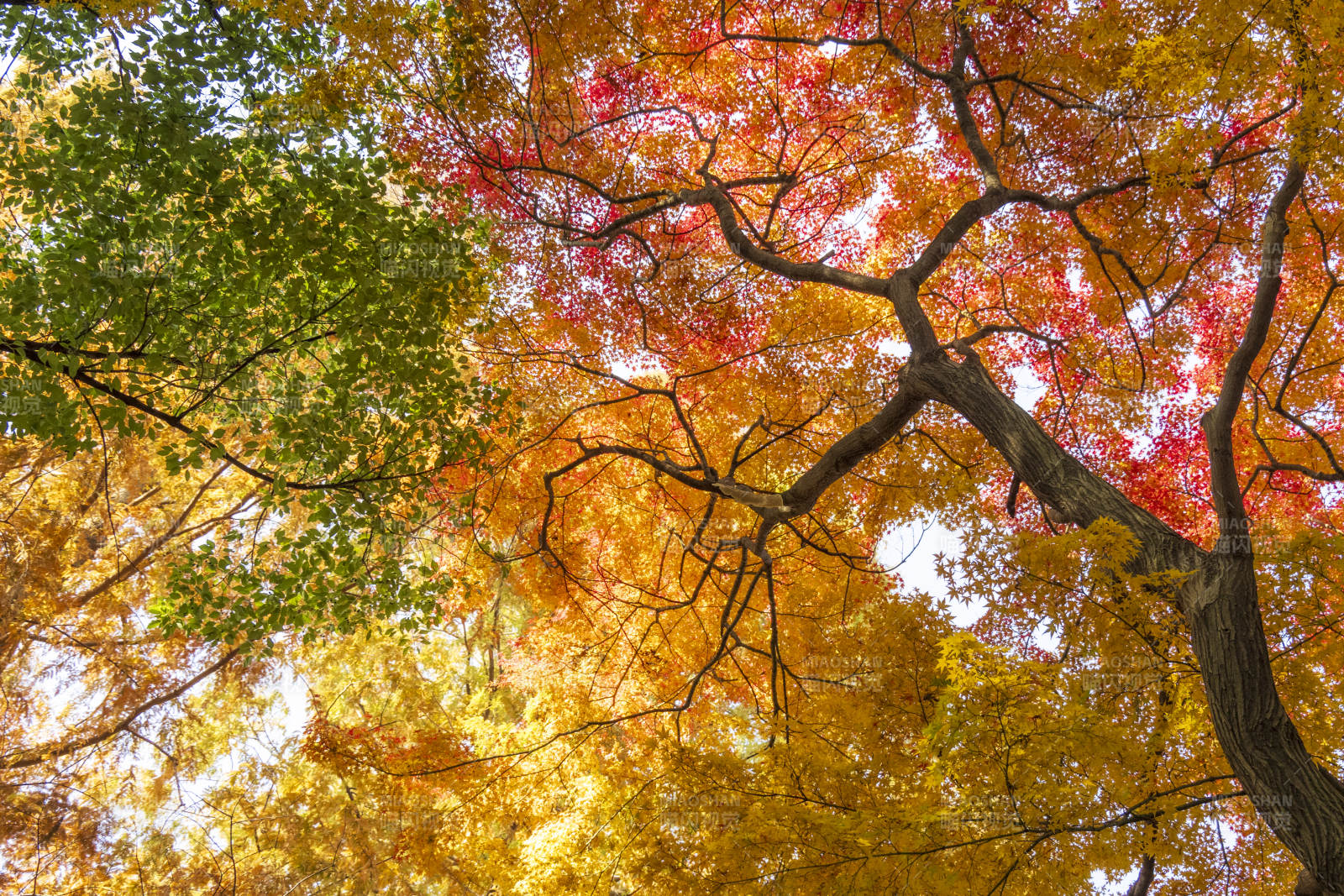 秋色斑斕樹冠