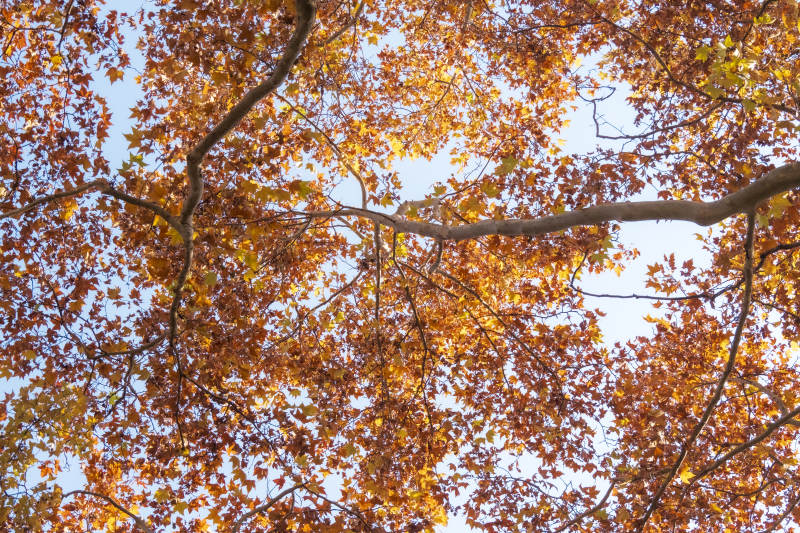 秋葉紛飛 樹影婆娑