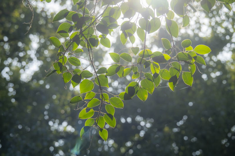 阳光穿透绿叶