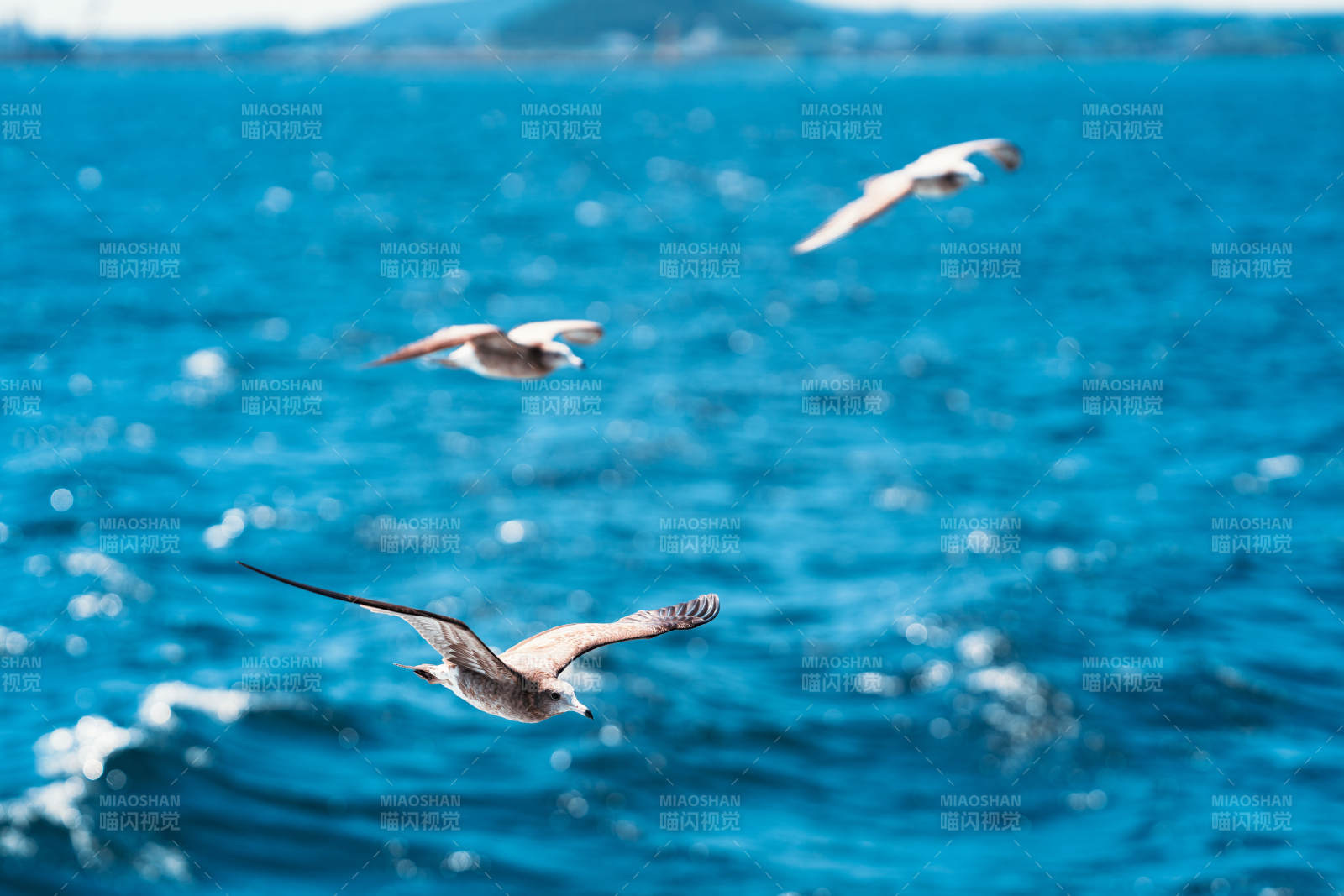 海鸥翱翔碧海