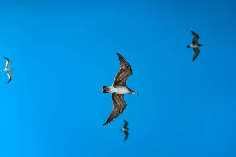 海鸟翱翔蓝天