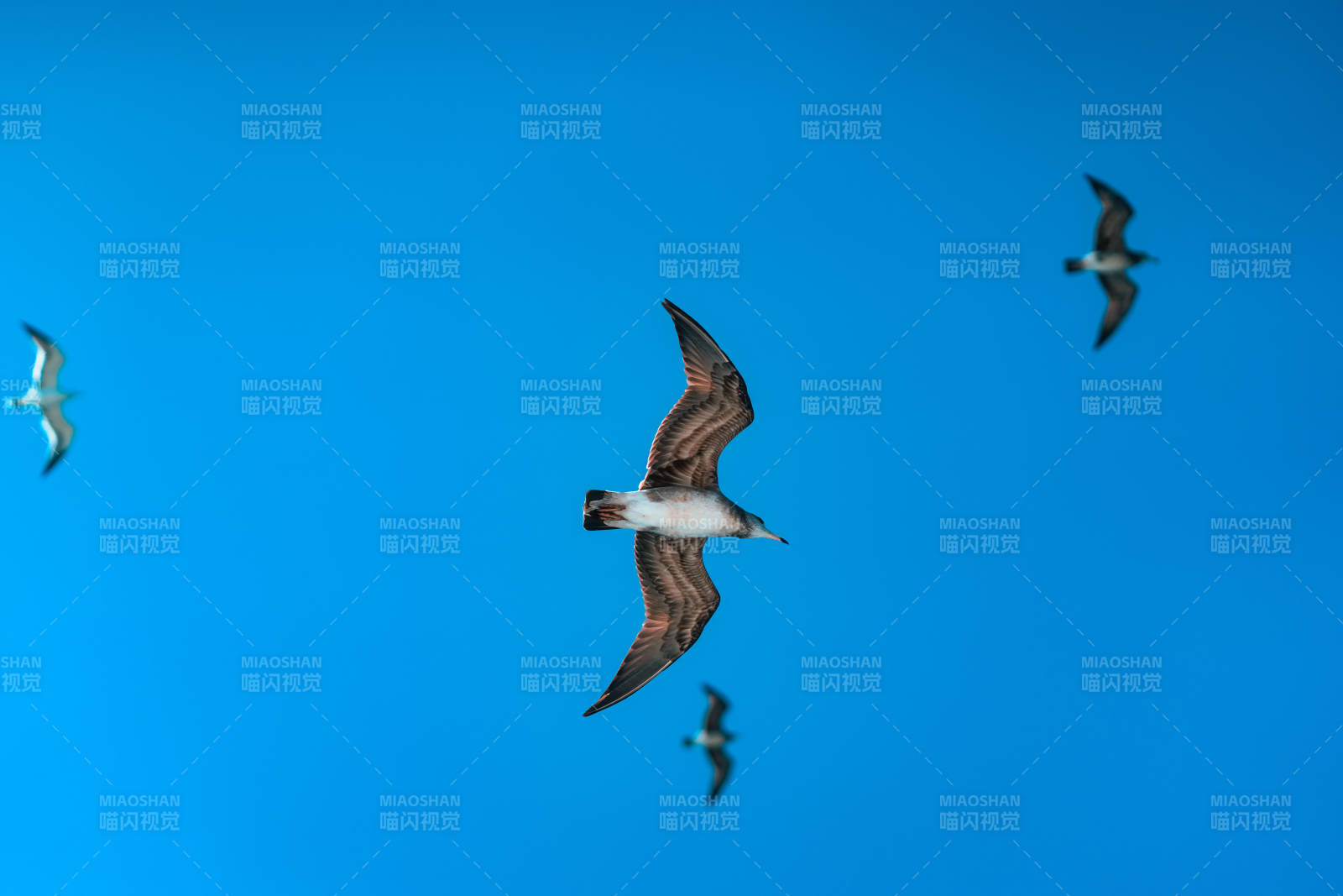 海鳥翱翔藍(lán)天