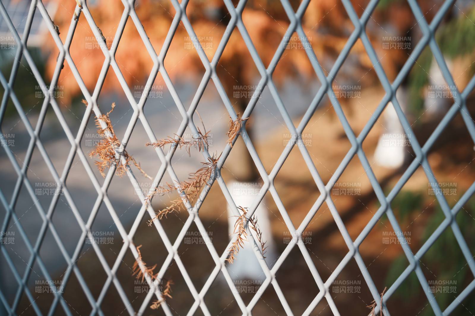 鐵絲網(wǎng)后枯枝