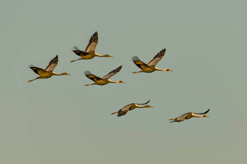 飞鸟成群翱翔天际