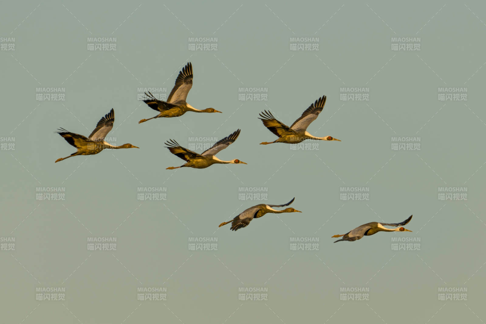 飛鳥成群翱翔天際