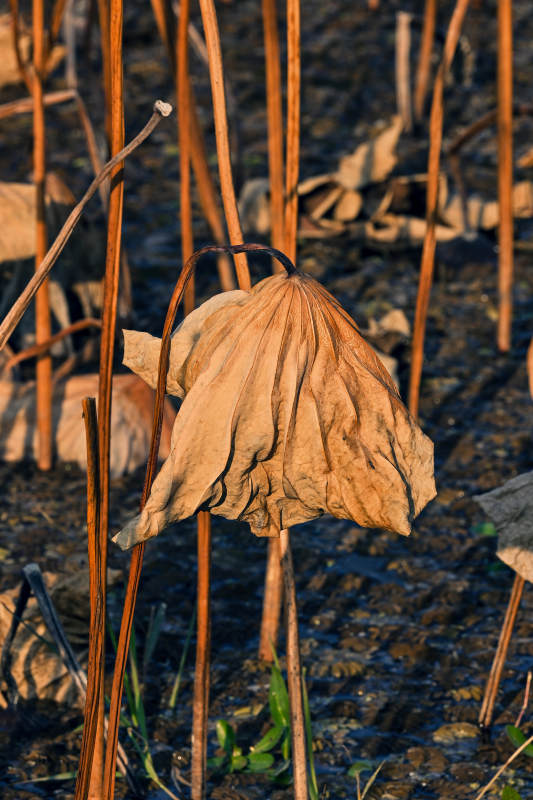 枯荷残影