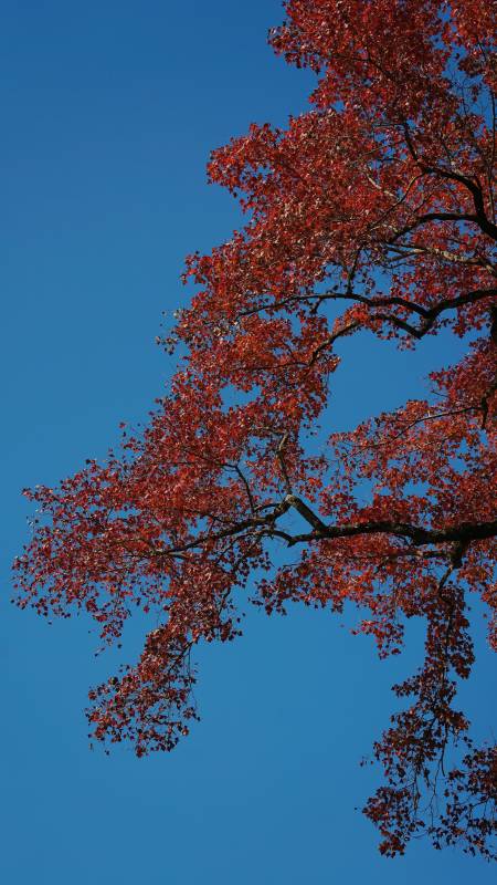 紅葉映藍天
