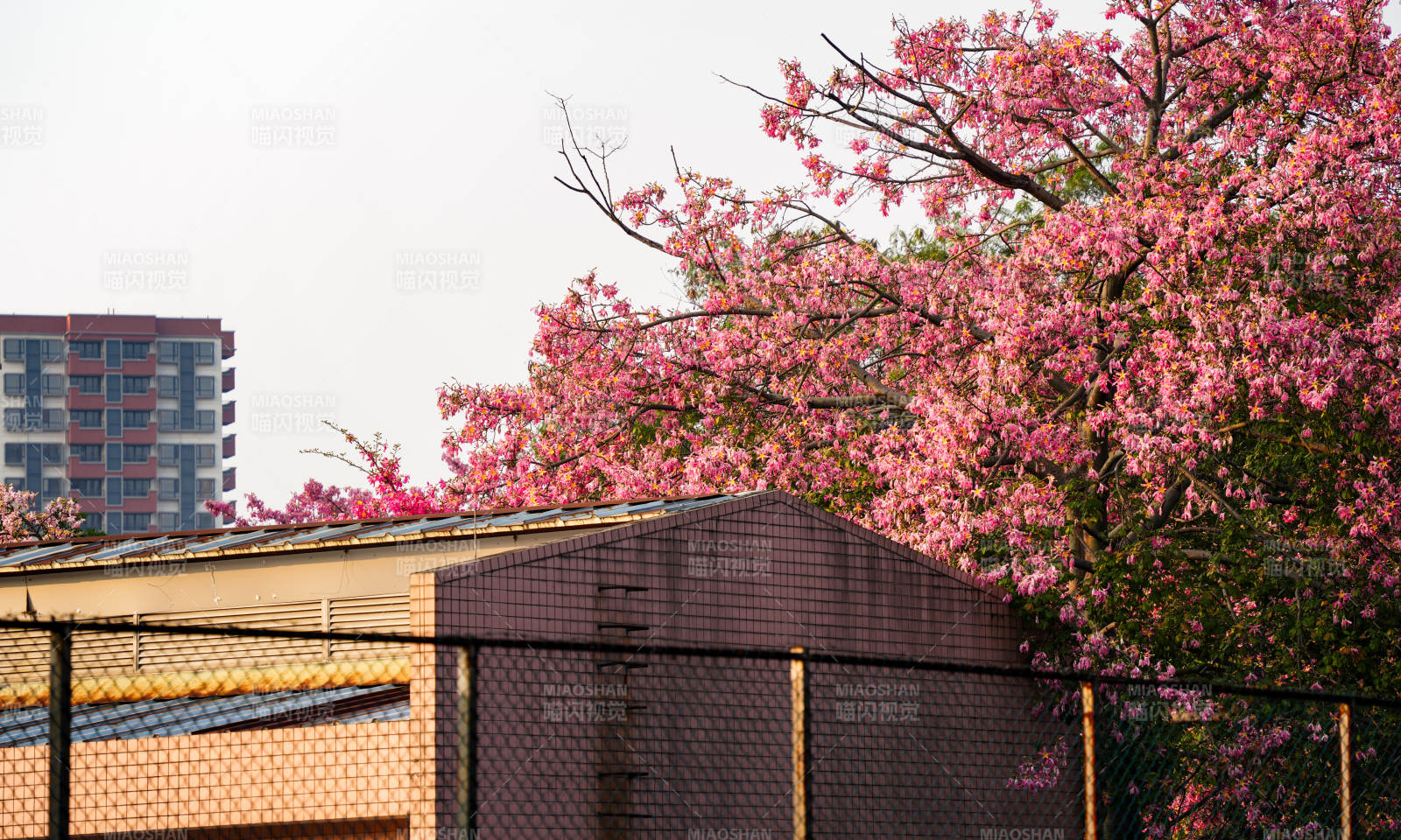 櫻花綻放春意濃