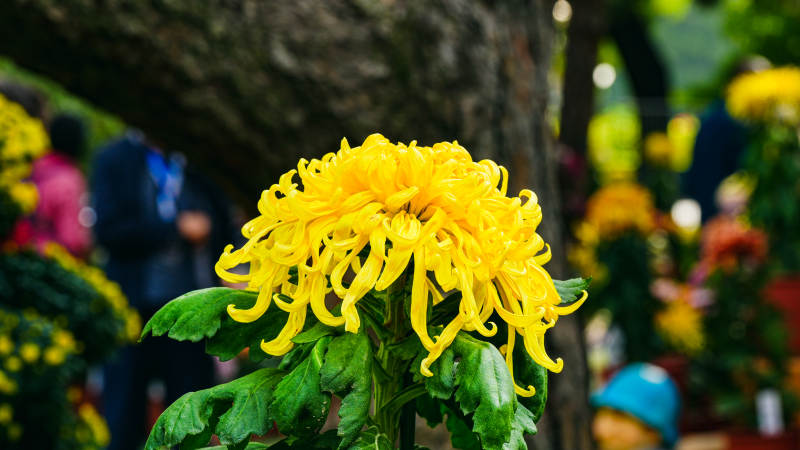 金菊绽放 春意盎然