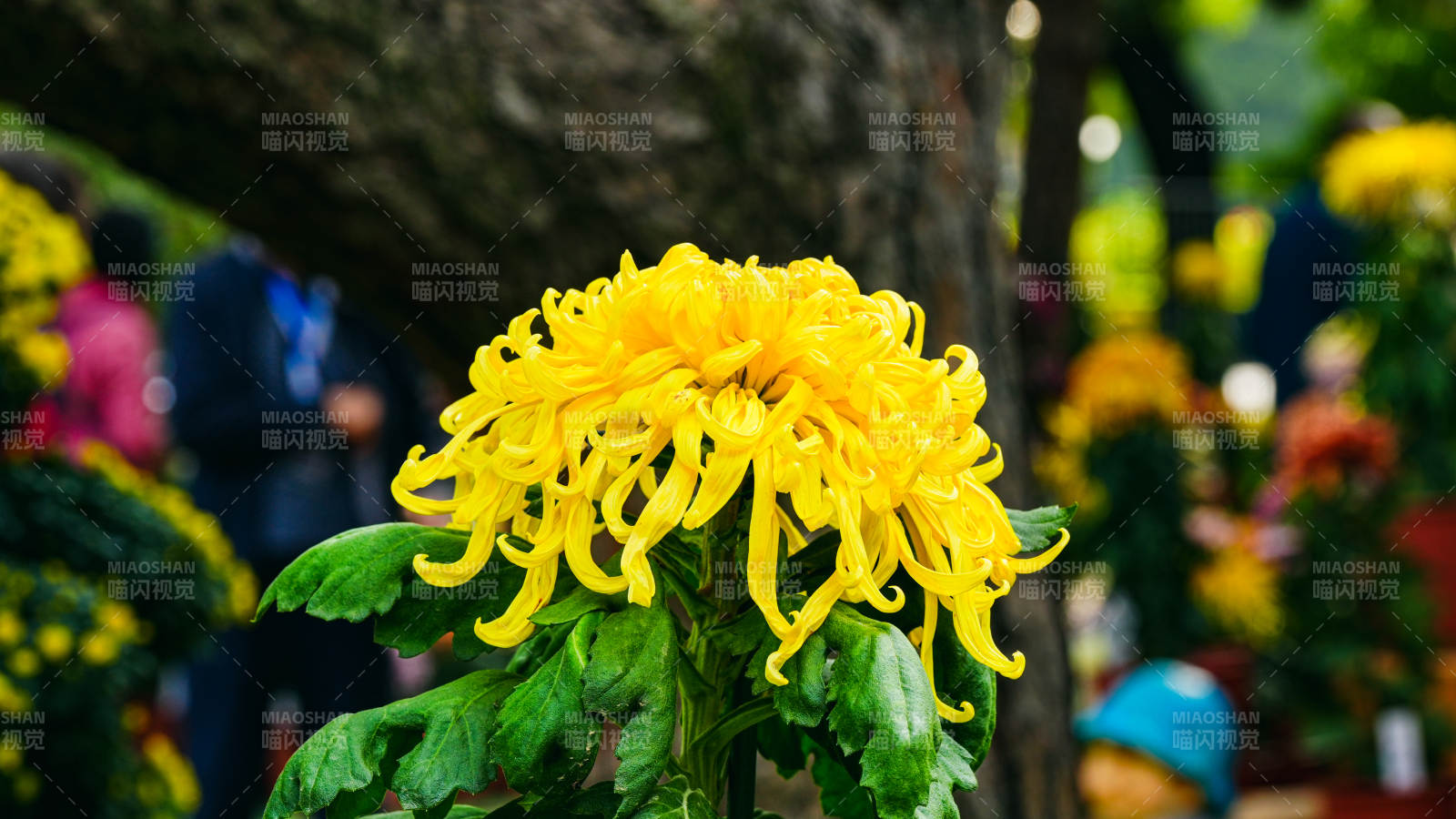 金菊绽放 春意盎然