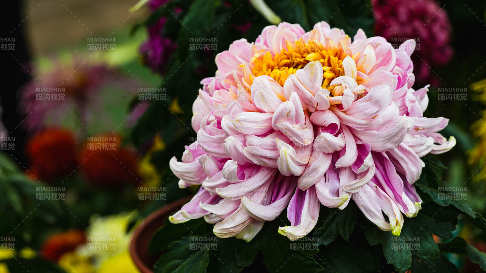 粉菊绽放 娇艳欲滴