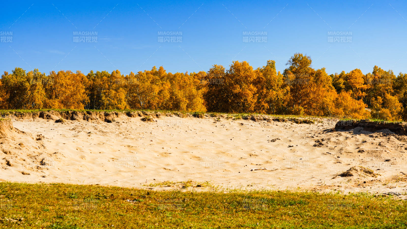 秋林沙地風光