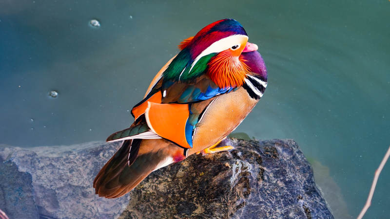 鸳鸯栖息岩石上