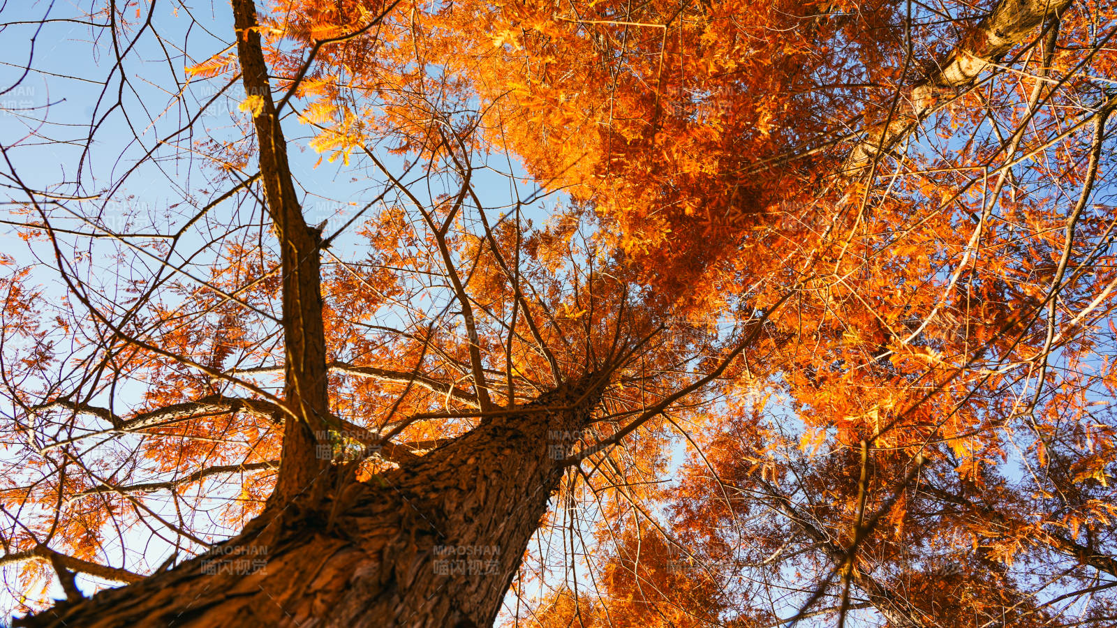 國(guó)家植物園杉樹(shù)林秋樹(shù)仰望圖