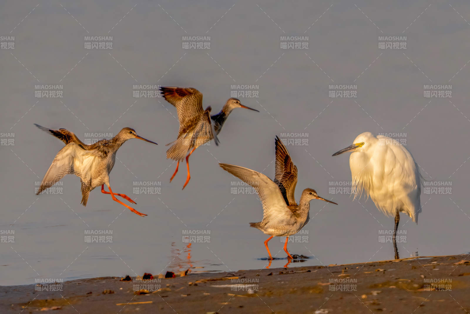 水鸟共舞滩涂