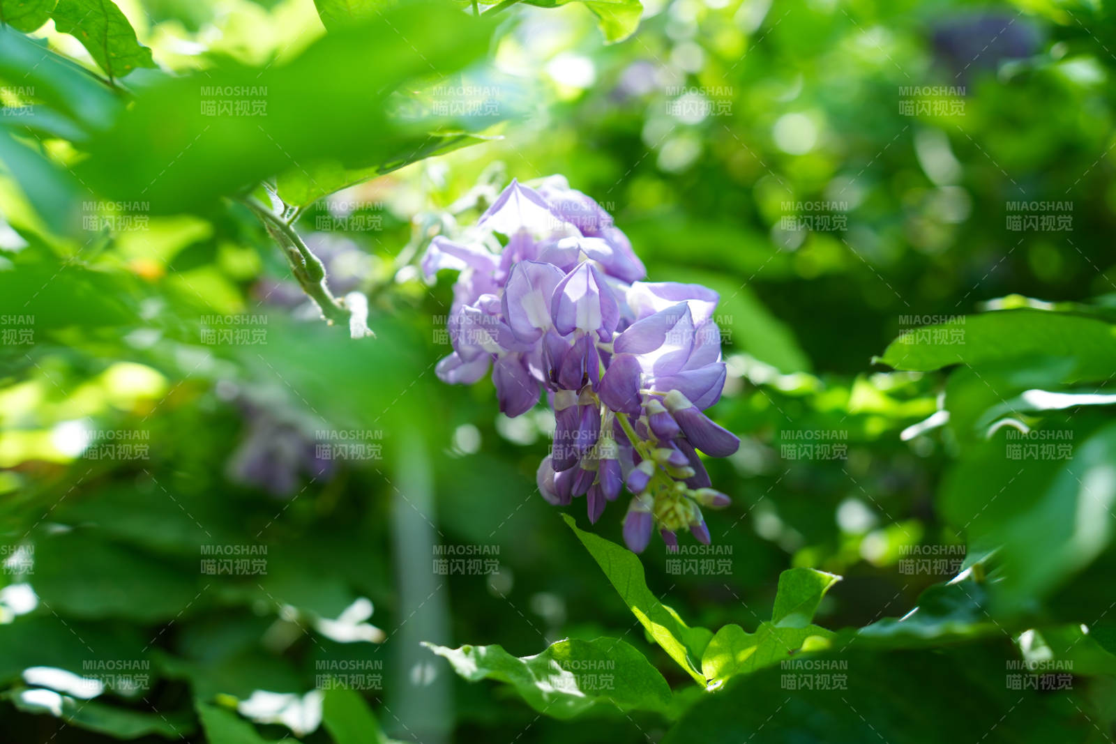 紫藤花在绿叶间绽放